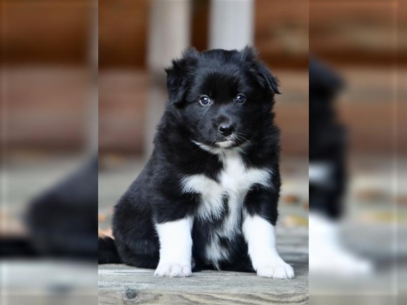 Australian Shepherd Welpen aus tollen Linien, ASCA