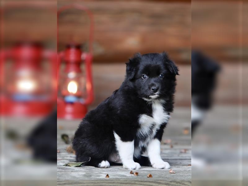 Australian Shepherd Welpen aus tollen Linien, ASCA