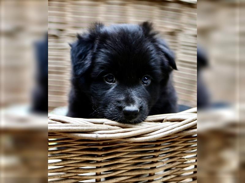 Australian Shepherd Welpen aus tollen Linien, ASCA