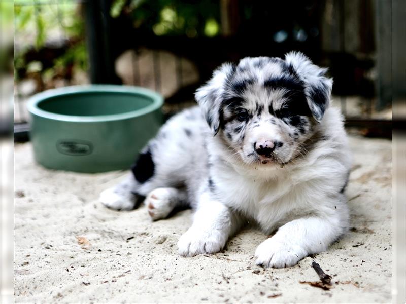 Australian Shepherd Welpen aus tollen Linien, ASCA