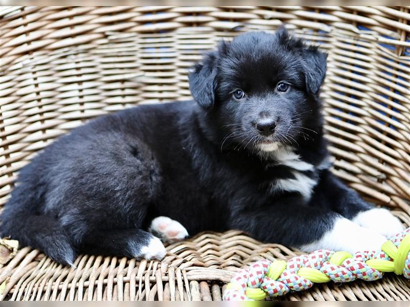 Australian Shepherd Welpen aus tollen Linien, ASCA