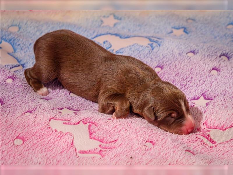 Australian shepherd Red tri Mädchen