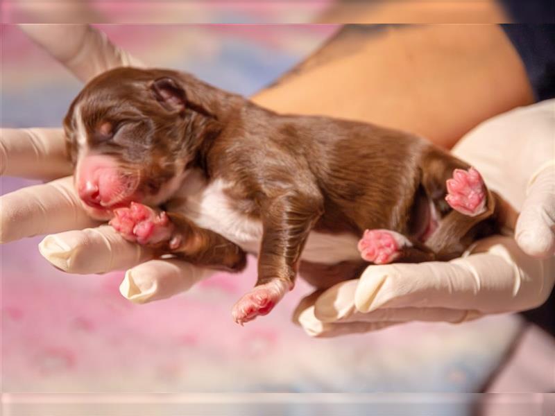 Australian shepherd Red tri Mädchen