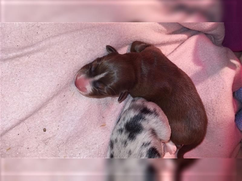 Australian shepherd Red tri Mädchen