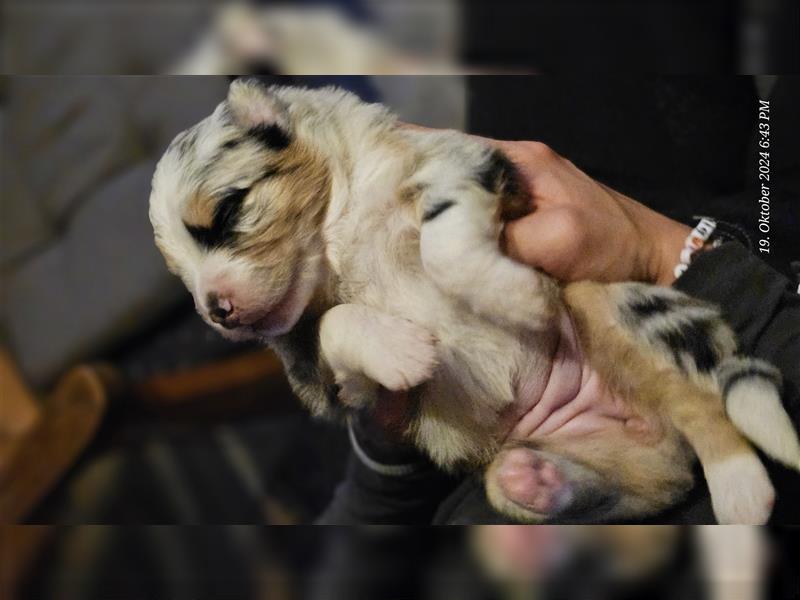 Australian Shepherd Welpen (Standard)