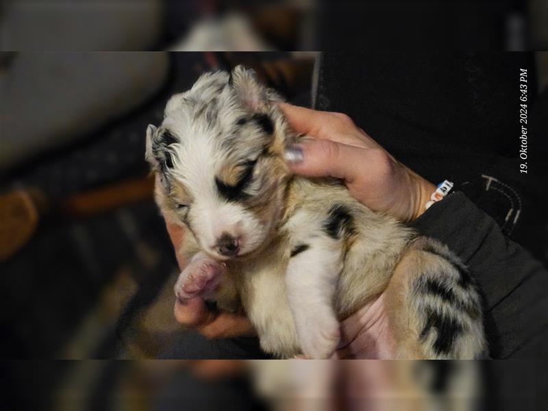 Australian Shepherd Welpen (Standard)