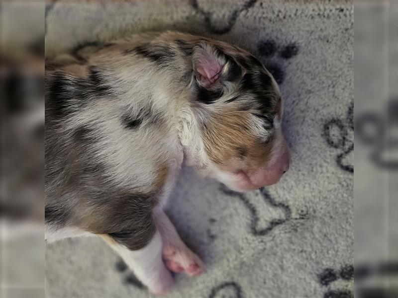 Australian Shepherd Welpen (Standard)