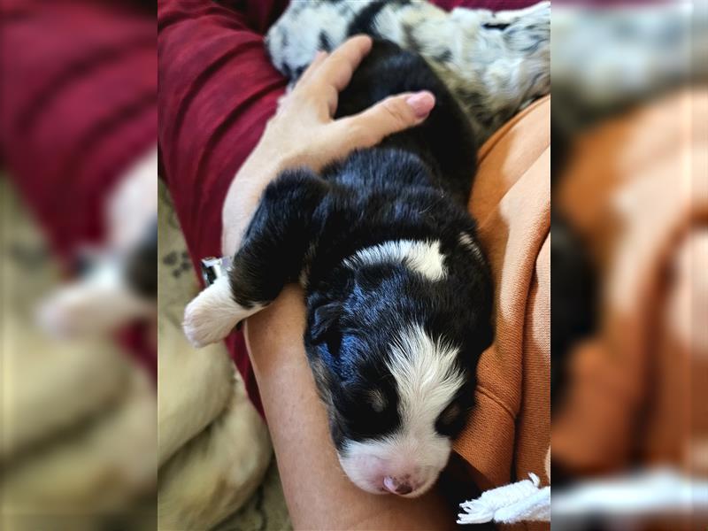 Australian Shepherd Welpen (Standard)