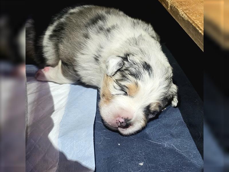 Australian Shepherd Welpen (Standard)