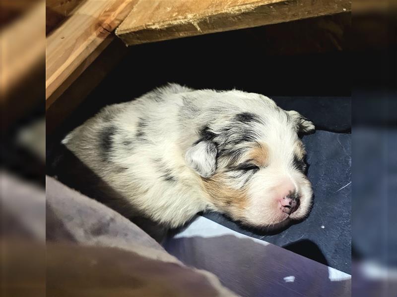 Australian Shepherd Welpen (Standard)