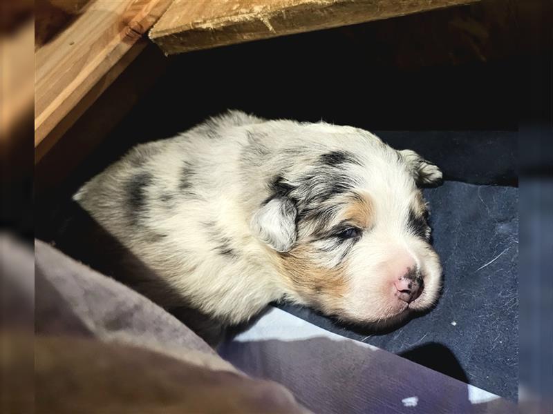 Australian Shepherd Welpen (Standard)