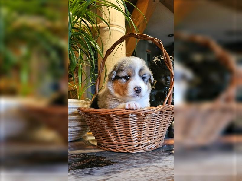 Australian Shepherd welpen Showlinie blue eyed aus familiärer Hobbyzucht  frei von Erbkrankheiten