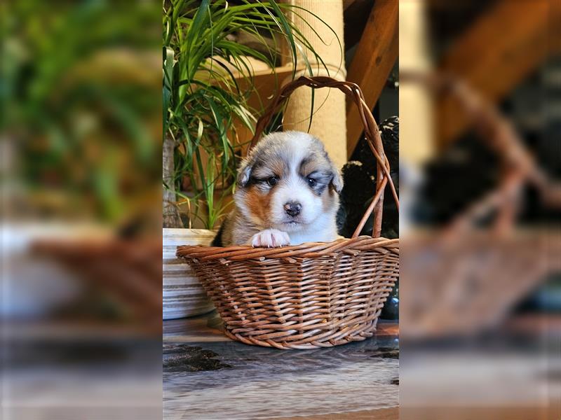 Australian Shepherd welpen Showlinie blue eyed aus familiärer Hobbyzucht  frei von Erbkrankheiten