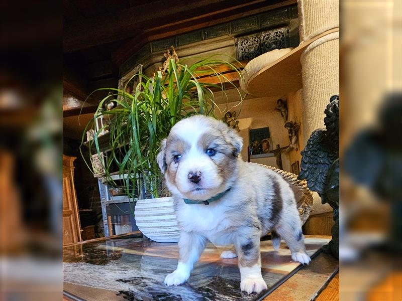 Australian Shepherd welpen Showlinie blue eyed aus familiärer Hobbyzucht  frei von Erbkrankheiten