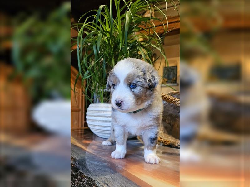 Australian Shepherd welpen Showlinie blue eyed aus familiärer Hobbyzucht  frei von Erbkrankheiten