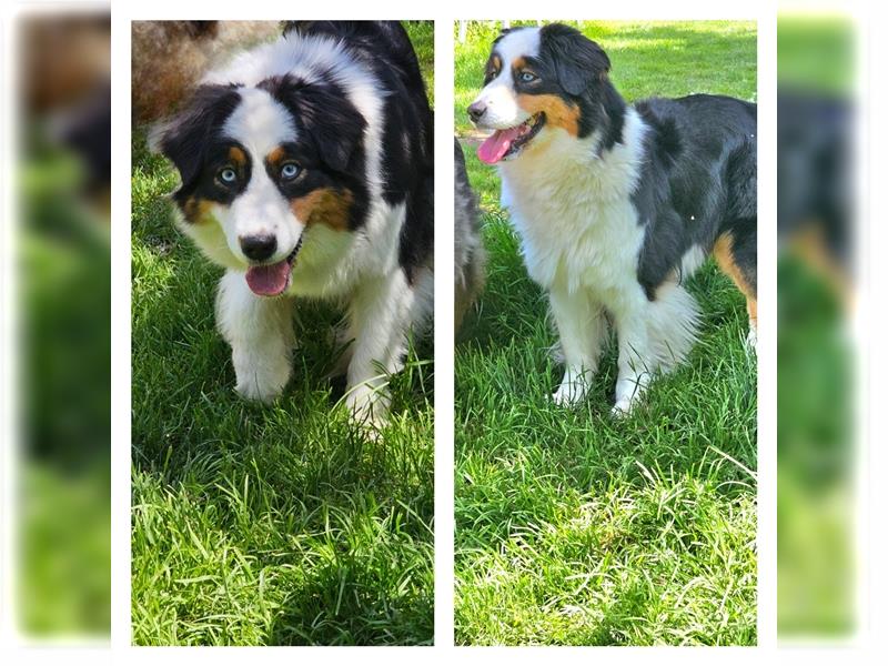 Australian Shepherd welpen Showlinie blue eyed aus familiärer Hobbyzucht  frei von Erbkrankheiten