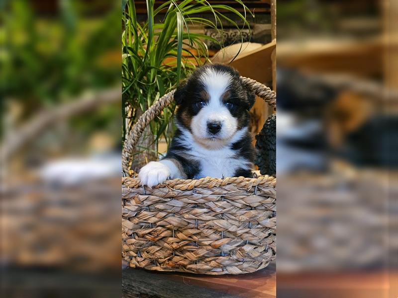 Australian Shepherd welpen Showlinie blue eyed aus familiärer Hobbyzucht  frei von Erbkrankheiten