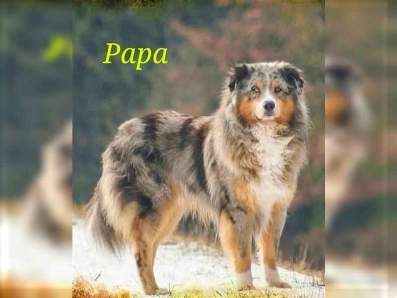 Australian Shepherd welpen Showlinie blue eyed aus familiärer Hobbyzucht  frei von Erbkrankheiten