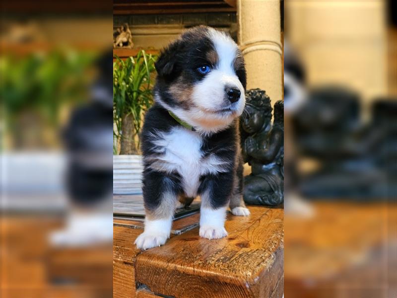 Australian Shepherd welpen Showlinie blue eyed aus familiärer Hobbyzucht  frei von Erbkrankheiten