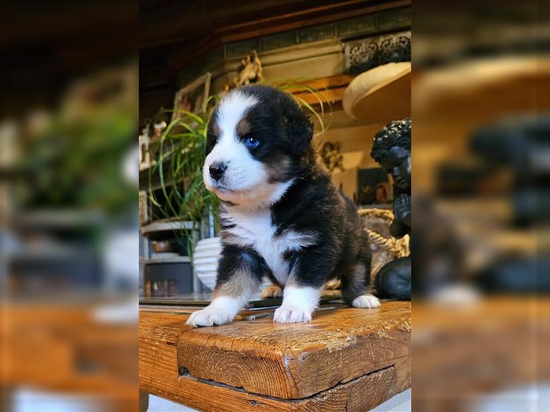 Australian Shepherd welpen Showlinie blue eyed aus familiärer Hobbyzucht  frei von Erbkrankheiten