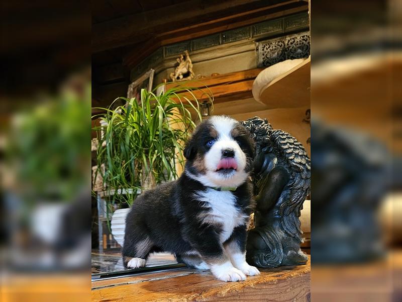 Australian Shepherd welpen Showlinie blue eyed aus familiärer Hobbyzucht  frei von Erbkrankheiten