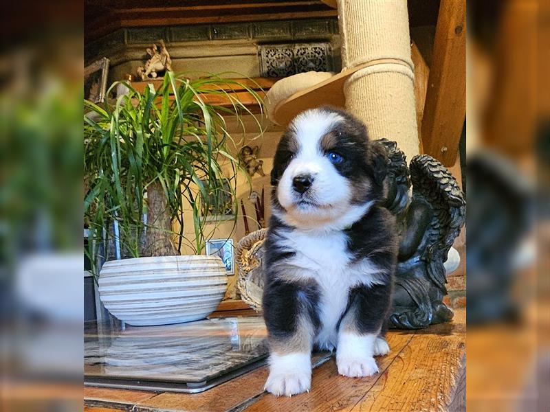 Australian Shepherd welpen Showlinie blue eyed aus familiärer Hobbyzucht  frei von Erbkrankheiten