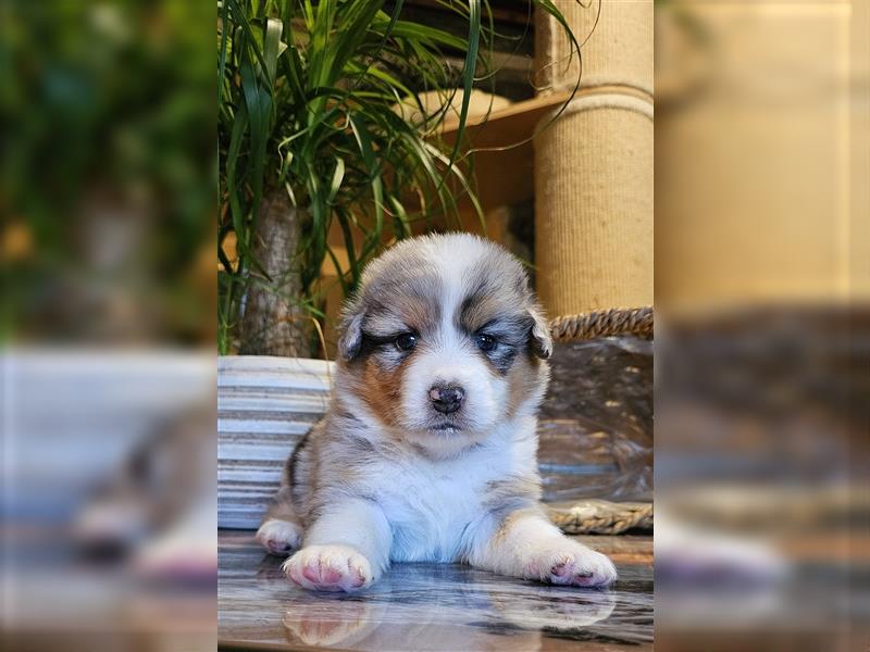 Australian Shepherd welpen Showlinie blue eyed aus familiärer Hobbyzucht  frei von Erbkrankheiten