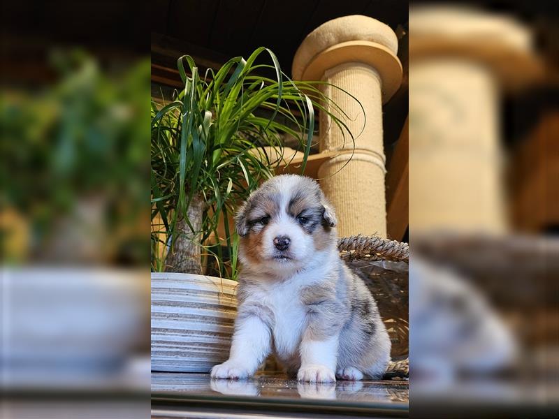 Australian Shepherd welpen Showlinie blue eyed aus familiärer Hobbyzucht  frei von Erbkrankheiten