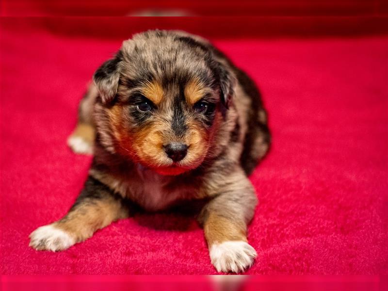 Australian shepherd blu merle