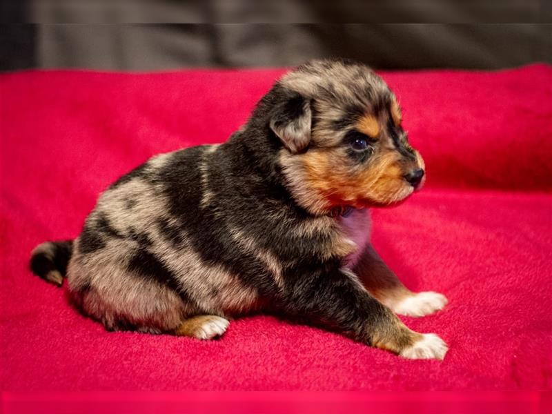 Australian shepherd blu merle