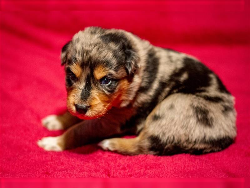 Australian shepherd blu merle