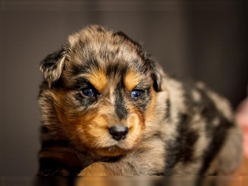 Australian shepherd blu merle