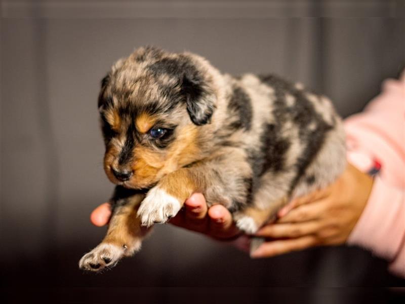 Australian shepherd blu merle