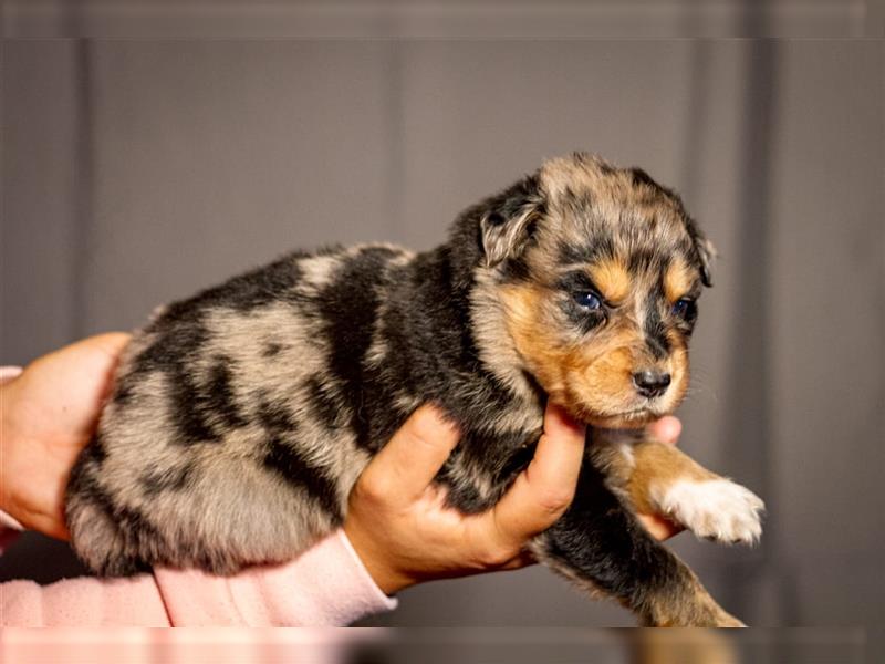 Australian shepherd blu merle