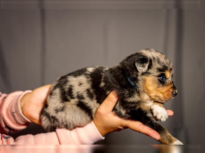 Australian shepherd blu merle