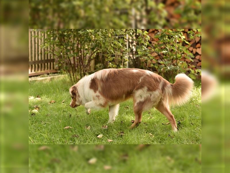 10 Monate alter Australian Shepherd