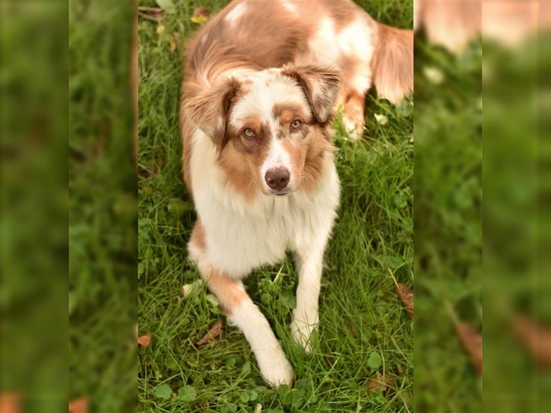 10 Monate alter Australian Shepherd