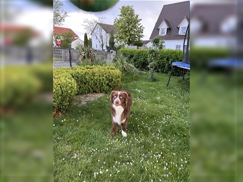 Australian Shepherd Red Bi Deckrüde