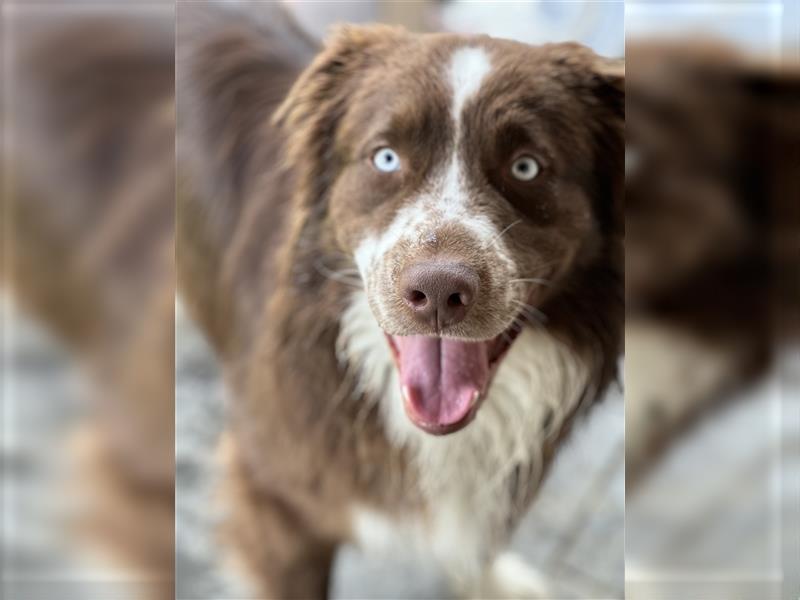 Australian Shepherd Red Bi Deckrüde