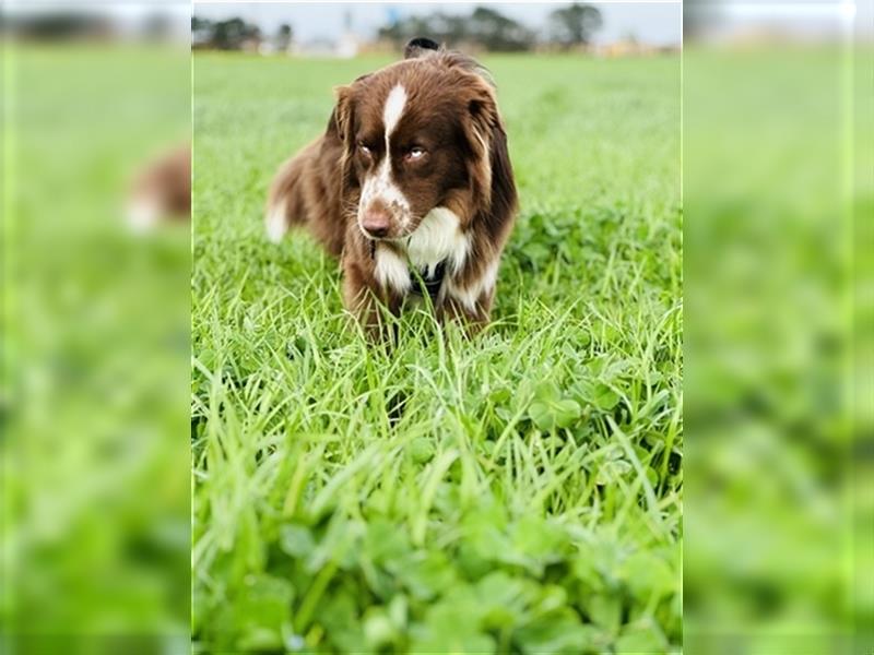 Australian Shepherd Red Bi Deckrüde