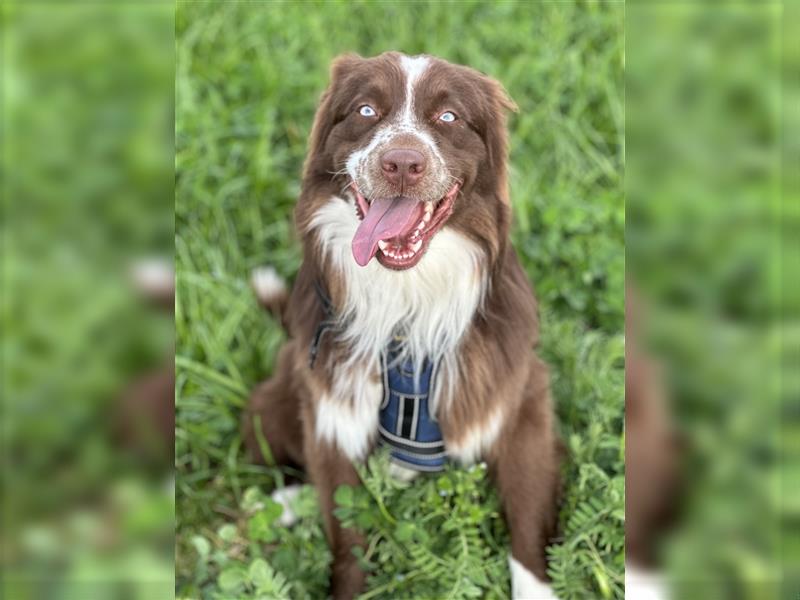 Australian Shepherd Red Bi Deckrüde