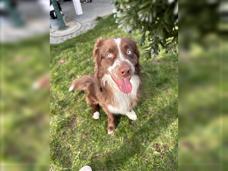 Australian Shepherd Red Bi Deckrüde