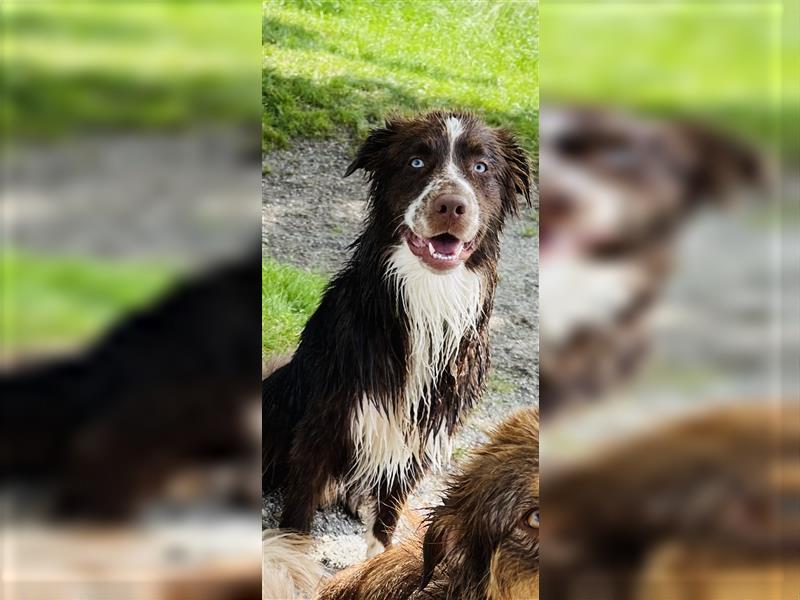 Australian Shepherd Red Bi Deckrüde