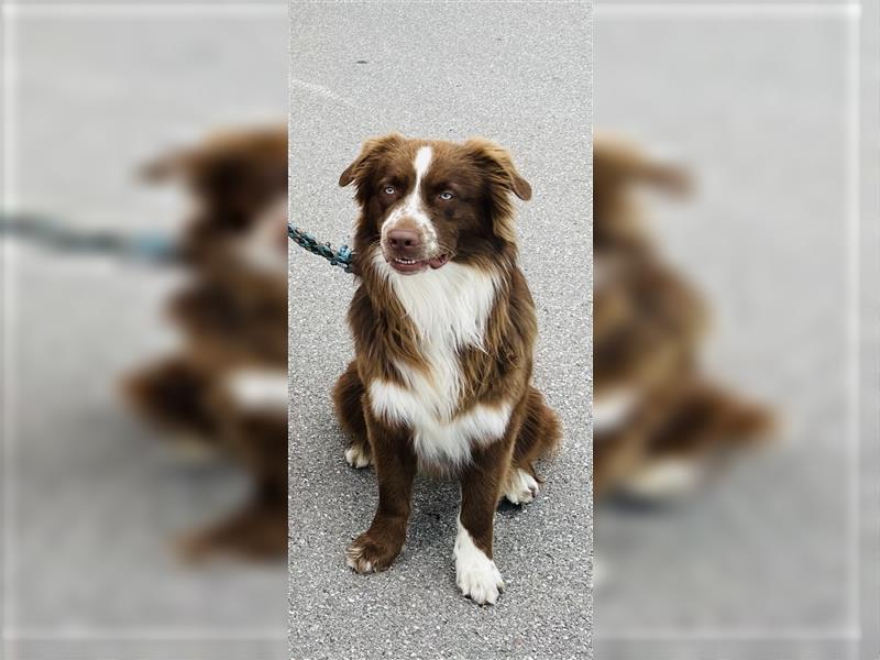 Australian Shepherd Red Bi Deckrüde