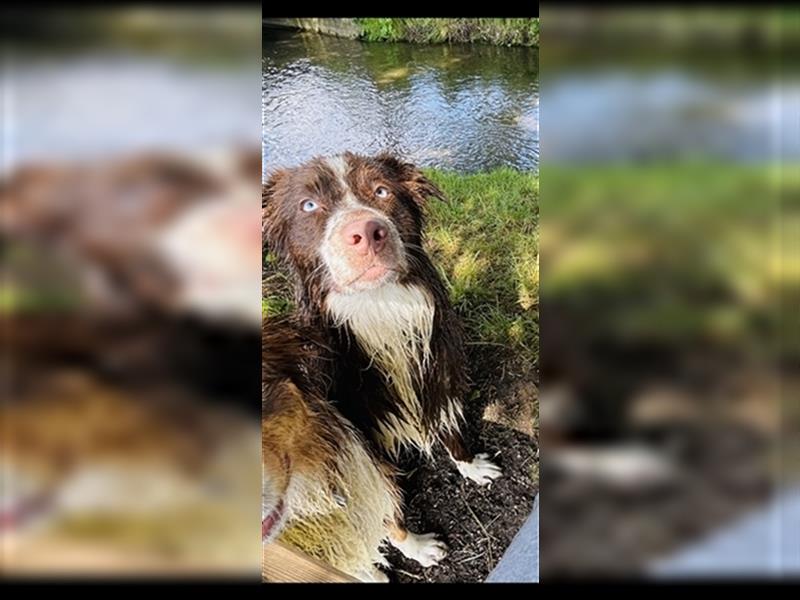 Australian Shepherd Red Bi Deckrüde