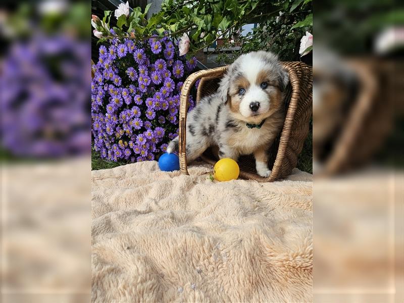 Australian Shepherd welpen Showlinie blue eyed aus familiärer Hobbyzucht  frei von Erbkrankheiten