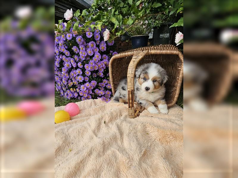 Australian Shepherd welpen Showlinie blue eyed aus familiärer Hobbyzucht  frei von Erbkrankheiten