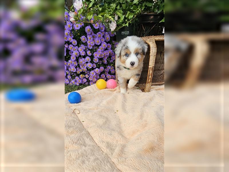 Australian Shepherd welpen Showlinie blue eyed aus familiärer Hobbyzucht  frei von Erbkrankheiten