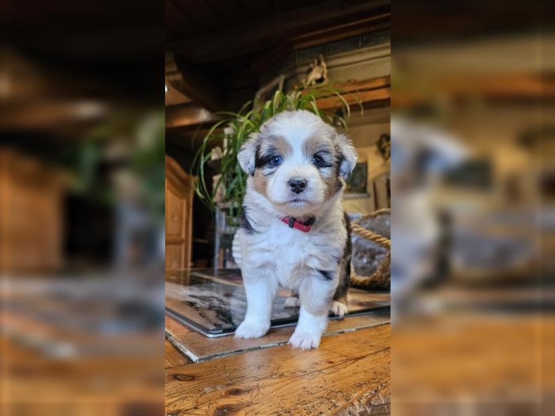 Australian Shepherd welpen Showlinie blue eyed aus familiärer Hobbyzucht  frei von Erbkrankheiten