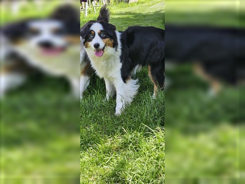 Australian Shepherd welpen Showlinie blue eyed aus familiärer Hobbyzucht  frei von Erbkrankheiten